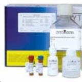  ZytoDot 2C FGFR2/CEN10 CISH探针