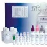 HPV病毒，ZytoFast CISH检测探针